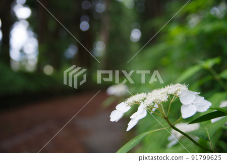 花繡球花 花繡球花 91799625