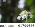 花繡球花 91799626