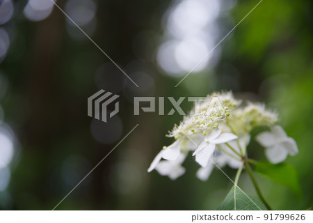 花繡球花 花繡球花 91799626