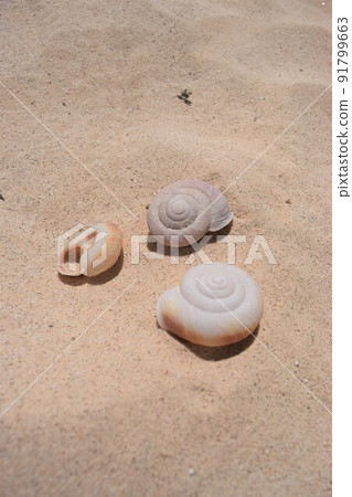 小笠原群島南島普通話 luhuana 貝殼 91799663