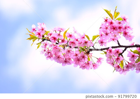 櫻花盛開在印度夏季溫暖的陽光下 91799720
