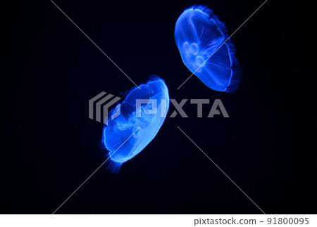 Healed by the jellyfish in the aquarium that emerges pale Healed by the jellyfish in the aquarium that emerges pale 91800095