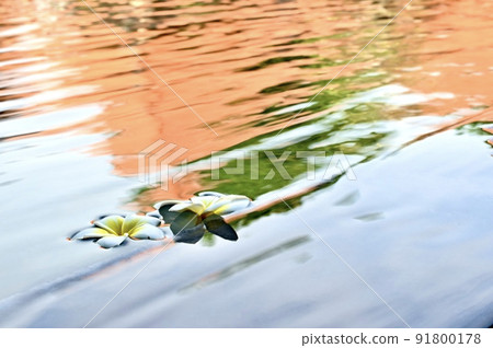 【印尼巴厘島】度假村池畔 【印尼巴厘島】度假村池畔 91800178