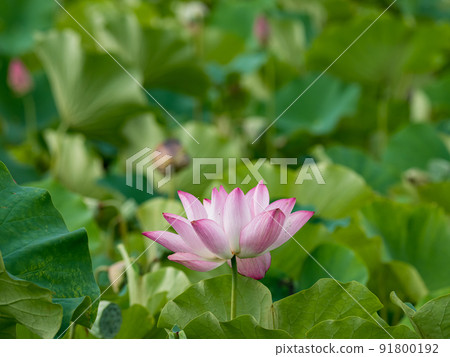pink lotus flower blooming in pond with blurry background 91800192