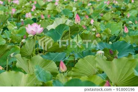 pink lotus flower blooming in pond with blurry background 91800196