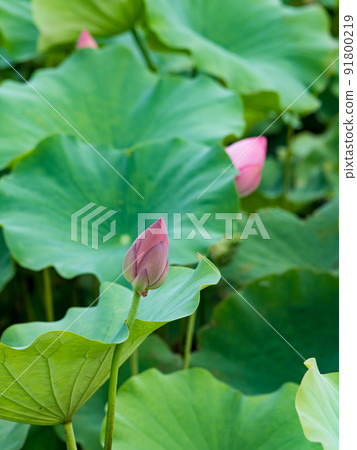 pink lotus flower blooming in pond with blurry background 91800219