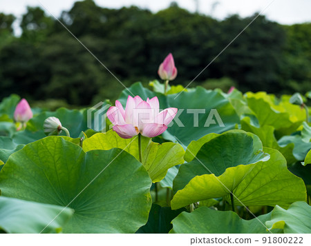 pink lotus flower blooming in pond with blurry background 91800222