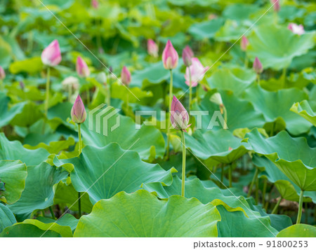 pink lotus flower blooming in pond with blurry background 91800253