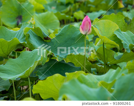 pink lotus flower blooming in pond with blurry background 91800261