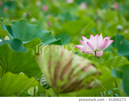 pink lotus flower blooming in pond with blurry background 91800273