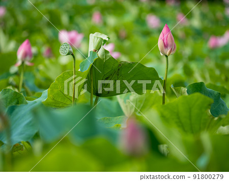 pink lotus flower blooming in pond with blurry background 91800279