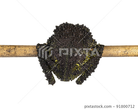 Mossy frog on white background Mossy frog on white background 91800712