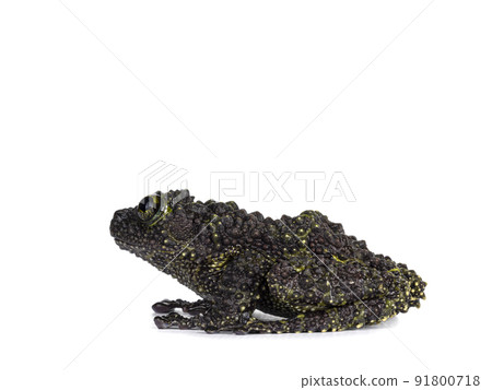 Mossy frog on white background 91800718