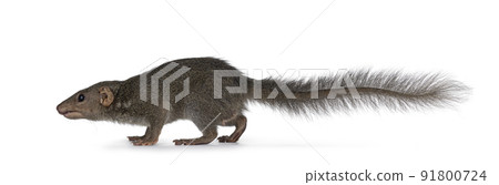 Tupaia Belangeri on white background Tupaia Belangeri on white background 91800724
