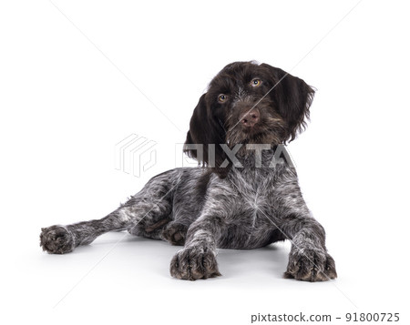 German wirehaired pointer on white background 91800725