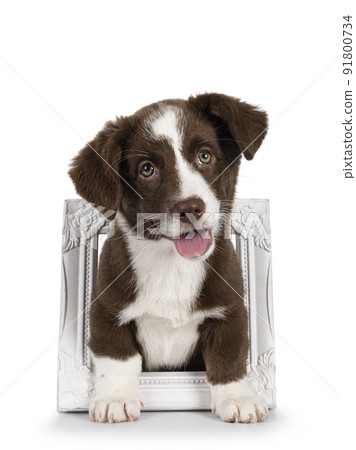 Welsh Corgi Cardigan on white background Welsh Corgi Cardigan on white background 91800734