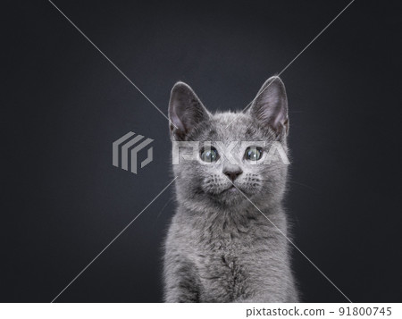 Russian Blue cat on black background Russian Blue cat on black background 91800745