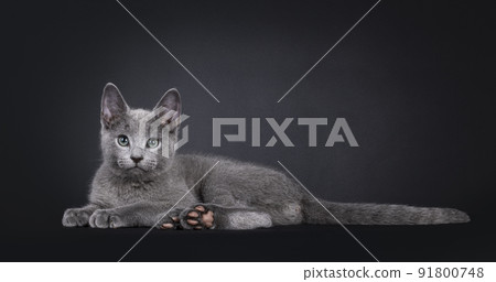 Russian Blue cat on black background 91800748