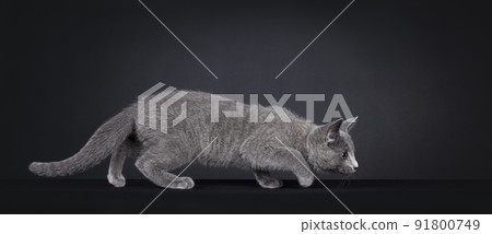 Russian Blue cat on black background 91800749