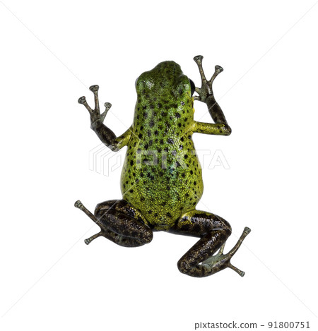 Top view of vibrant Oophaga pumilio Punta Laurent frog. Isolated on a white background. 91800751