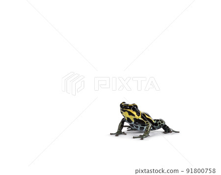 Ranitomeya Ventrimaculata frog on white background Ranitomeya Ventrimaculata frog on white background 91800758