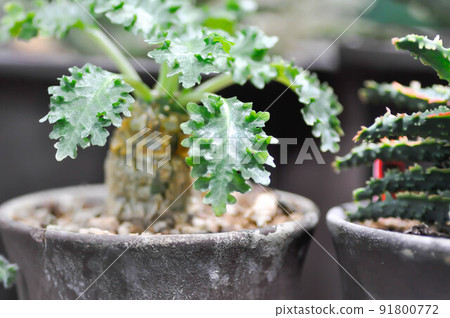 Euphorbia decaryi Guillaumin or Euphorbia decaryi Guillaumin var spirosticha , Euphorbiaceae or Euphorbia 91800772