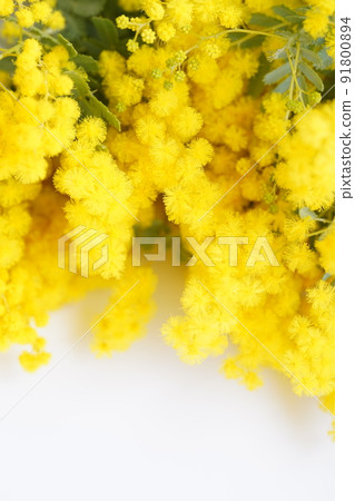 Mofumofu 含羞草 Mofumofu 含羞草 91800894