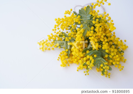 含羞草花束 含羞草花束 91800895