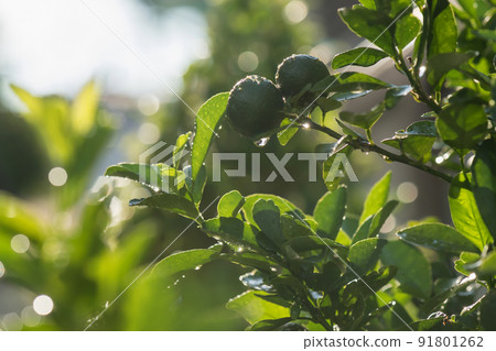 Bergamot and green spring leaf with water at sunset 91801262