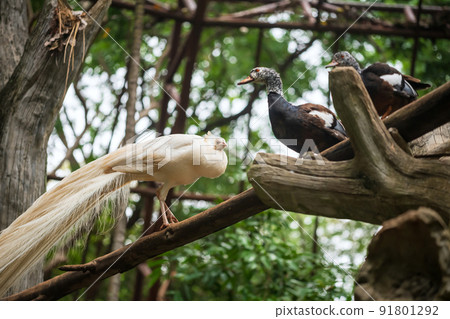 White female peacock on tree trunk with 2 waterfowl White female peacock on tree trunk with 2 waterfowl 91801292