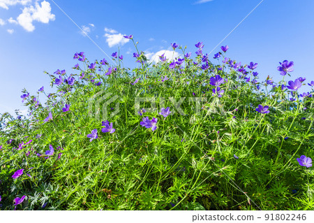 Purple flowers of geranium pratense bloom in the summer garden Purple flowers of geranium pratense bloom in the summer garden 91802246