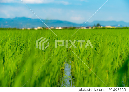 鄉村景觀 鄉村景觀 91802333