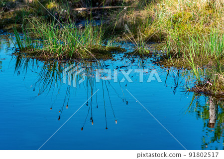 marsh landscape with grass tussocks and reflection in open water 91802517