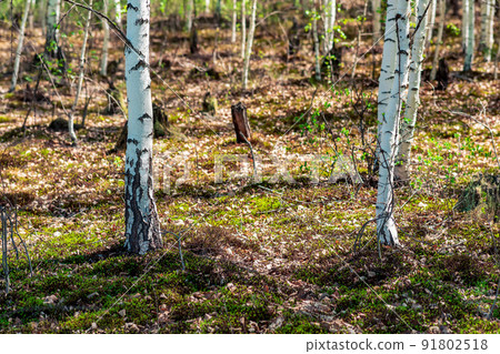 wooded bog, wetland landscape with birch forests on a peat wooded bog, wetland landscape with birch forests on a peat 91802518