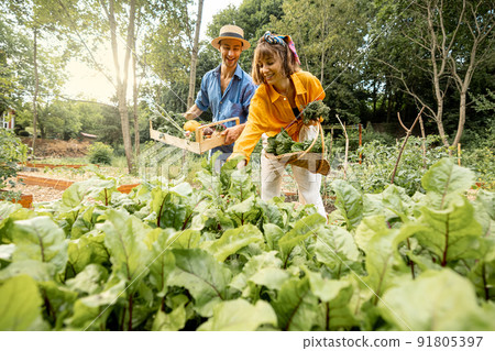 Man and woman harvesting vegetables at home garden Man and woman harvesting vegetables at home garden 91805397