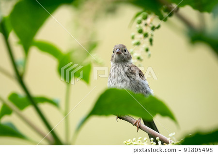 Sparrow Perched in a Tree Sparrow Perched in a Tree 91805498