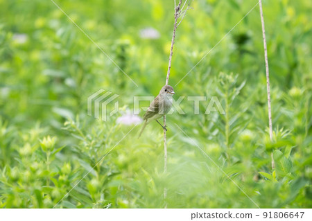 Willow Flycatcher on a Twig Willow Flycatcher on a Twig 91806647