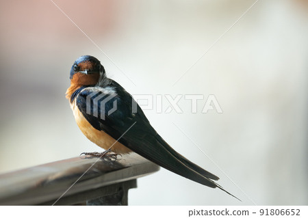 Barn Swallow Perched on a Railing 91806652
