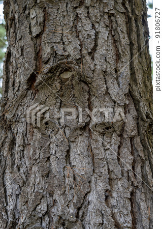 Texture old bark of a pine tree trunk close-up. Pinus sylvestris Texture old bark of a pine tree trunk close-up. Pinus sylvestris 91806727