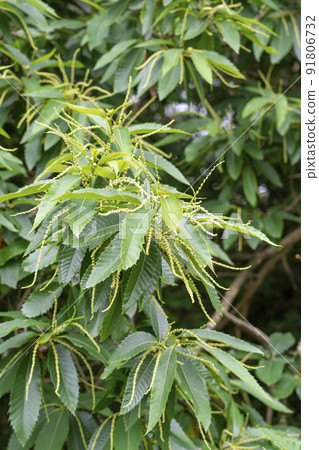 Chestnut tree catkin or inflorescences in the forest. Castanea sativa 91806732