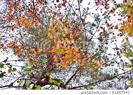 Lonely yellow leaves 2 Lonely yellow leaves 2 91807541