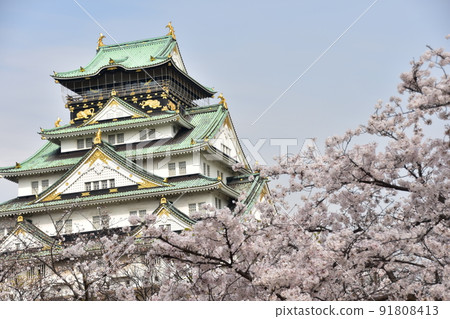 Osaka Prefecture, Japan Spring Osaka Castle Full bloom cherry blossoms, blue sky and magnificent castle tower Osaka Prefecture, Japan Spring Osaka Castle Full bloom cherry blossoms, blue sky and magnificent castle tower 91808413