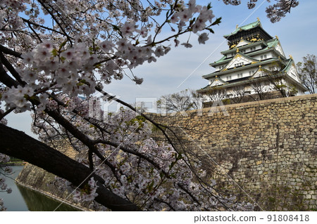 Osaka Prefecture, Japan Spring Osaka Castle Full bloom cherry blossoms, blue sky and magnificent castle tower Osaka Prefecture, Japan Spring Osaka Castle Full bloom cherry blossoms, blue sky and magnificent castle tower 91808418