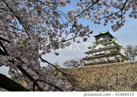 Osaka Prefecture, Japan Spring Osaka Castle Full bloom cherry blossoms, blue sky and magnificent castle tower Osaka Prefecture, Japan Spring Osaka Castle Full bloom cherry blossoms, blue sky and magnificent castle tower 91808419