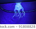 A fluttering hub jellyfish, deadly poison. 91808828