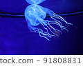 A fluttering hub jellyfish, deadly poison. 91808831