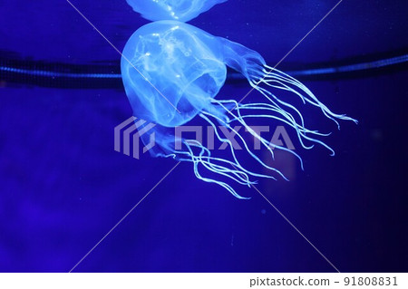 A fluttering hub jellyfish, deadly poison. 91808831