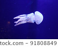 Spotted jellyfish swaying in the water 91808849