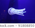 Spotted jellyfish swaying in the water 91808850