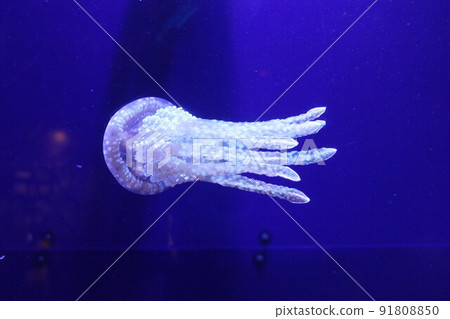 Spotted jellyfish swaying in the water 91808850